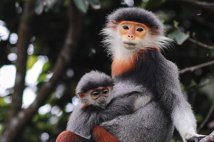 Se utrydningstruede Red-Shanked Douc Langurs i deres naturlige habitat på Son Tra-halvøya, Da Nang, foto 12 | wizardtrip
