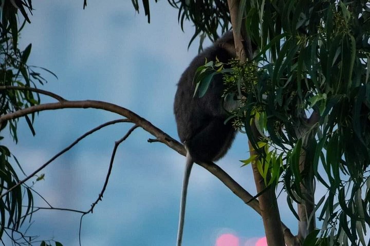 Se utrydningstruede Red-Shanked Douc Langurs i deres naturlige habitat på Son Tra-halvøya, Da Nang, foto 13 | wizardtrip