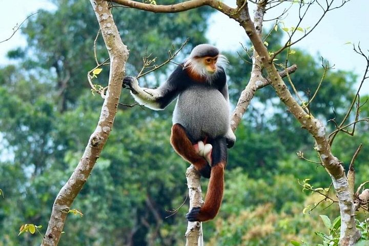 Se utrydningstruede Red-Shanked Douc Langurs i deres naturlige habitat på Son Tra-halvøya, Da Nang, foto 14 | wizardtrip