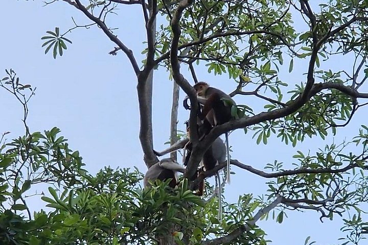 Se utrydningstruede Red-Shanked Douc Langurs i deres naturlige habitat på Son Tra-halvøya, Da Nang, foto 19 | wizardtrip