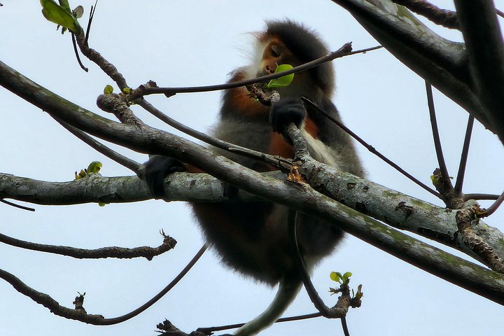 Se utrydningstruede Red-Shanked Douc Langurs i deres naturlige habitat på Son Tra-halvøya, Da Nang, foto 20 | wizardtrip