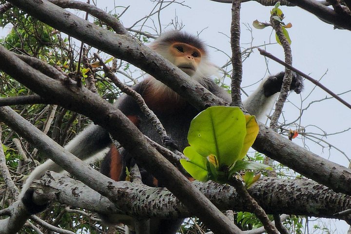 Se utrydningstruede Red-Shanked Douc Langurs i deres naturlige habitat på Son Tra-halvøya, Da Nang, foto 21 | wizardtrip