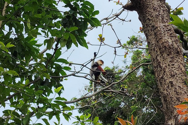 Se utrydningstruede Red-Shanked Douc Langurs i deres naturlige habitat på Son Tra-halvøya, Da Nang, foto 22 | wizardtrip
