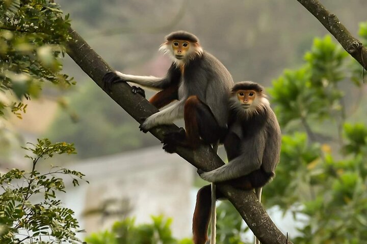 Se utrydningstruede Red-Shanked Douc Langurs i deres naturlige habitat på Son Tra-halvøya, Da Nang, foto 27 | wizardtrip