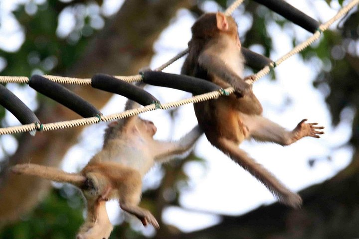 Se utrydningstruede Red-Shanked Douc Langurs i deres naturlige habitat på Son Tra-halvøya, Da Nang, foto 28 | wizardtrip