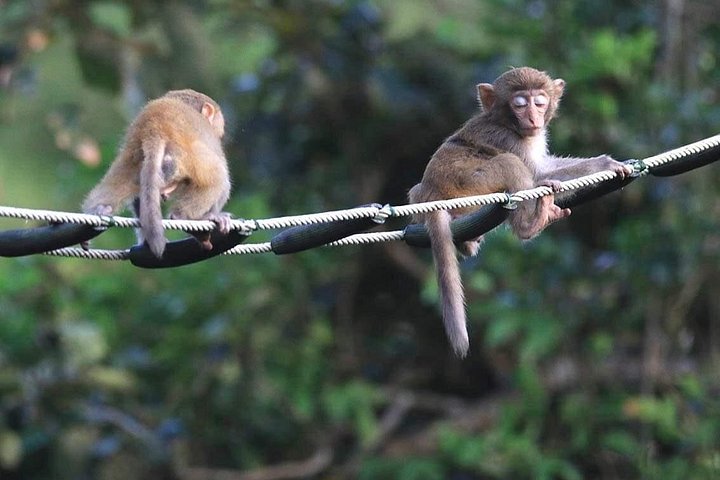 Se utrydningstruede Red-Shanked Douc Langurs i deres naturlige habitat på Son Tra-halvøya, Da Nang, foto 29 | wizardtrip