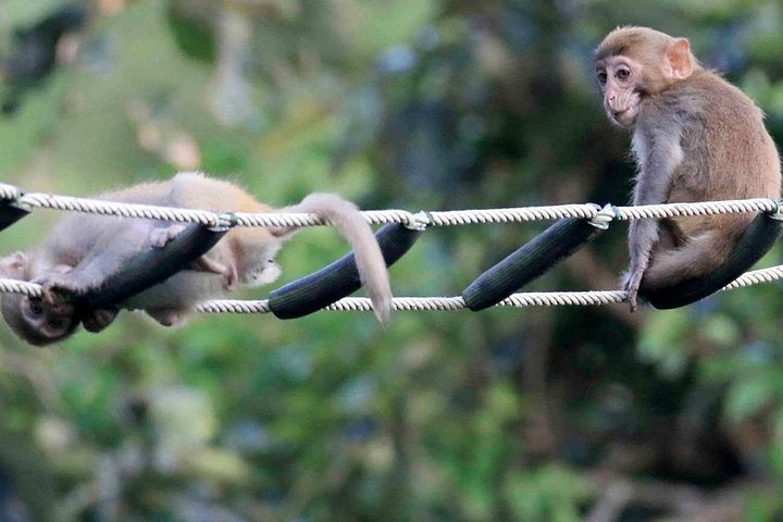 Se utrydningstruede Red-Shanked Douc Langurs i deres naturlige habitat på Son Tra-halvøya, Da Nang, foto 30 | wizardtrip