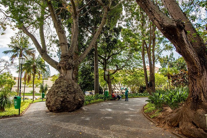 Vandretur gjennom historiske Funchal, Portugal, med besøk til markeder og landemerker, foto 23 | wizardtrip