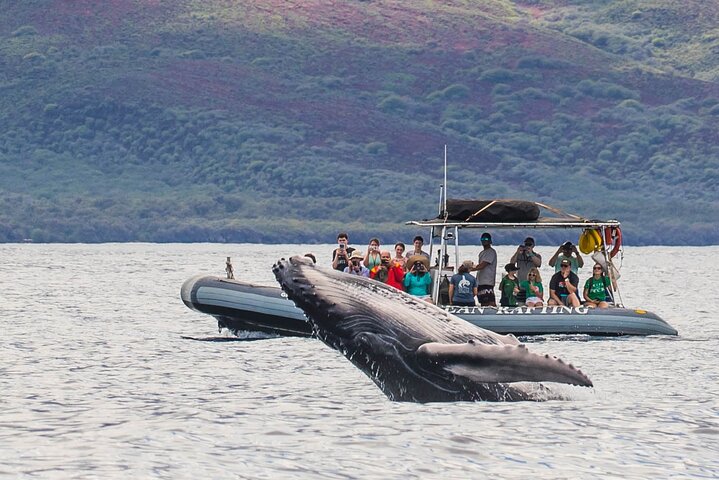 Maui Eco-Raft Tour: Wal- oder Delfinbeobachtung auf Augenhöhe - Lahaina | wizardtrip