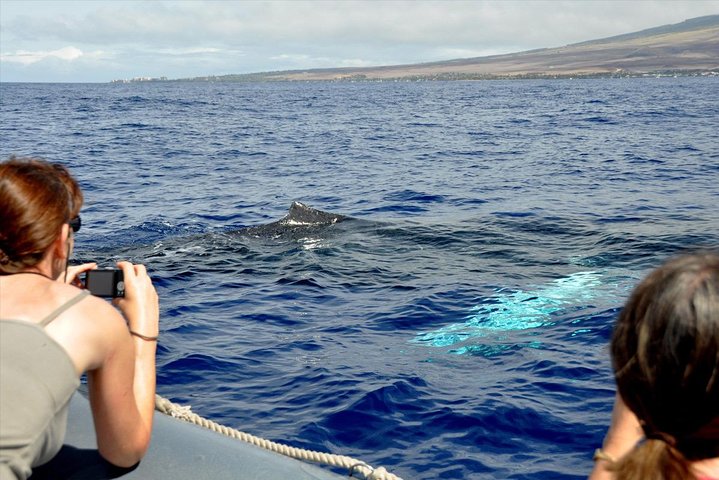 Eco-raft tour op Maui met walvis- en dolfijnspotting op ooghoogte, foto 8 | wizardtrip