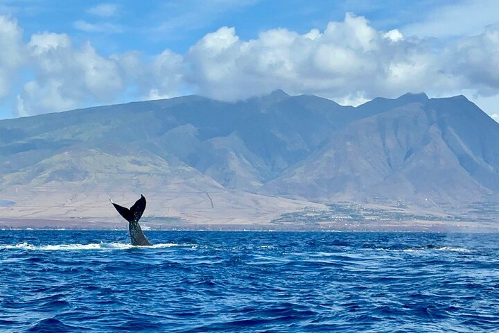 Eco-raft tour op Maui met walvis- en dolfijnspotting op ooghoogte, foto 10 | wizardtrip