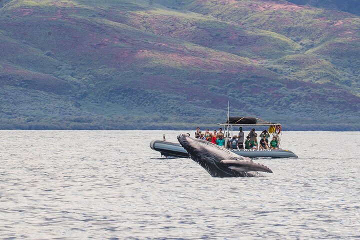 Eco-raft tour op Maui met walvis- en dolfijnspotting op ooghoogte, foto 11 | wizardtrip
