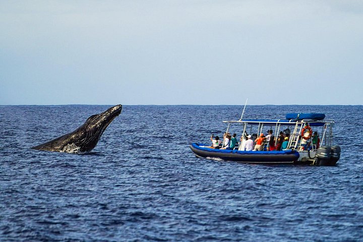 Eco-raft tour op Maui met walvis- en dolfijnspotting op ooghoogte, foto 13 | wizardtrip
