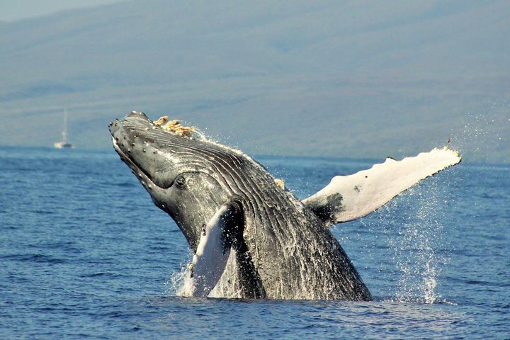 Eco-raft tour op Maui met walvis- en dolfijnspotting op ooghoogte, foto 15 | wizardtrip