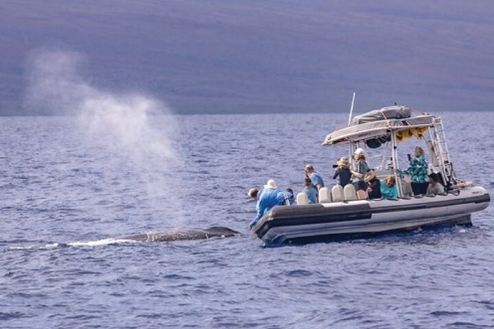 Eco-raft tour op Maui met walvis- en dolfijnspotting op ooghoogte, foto 16 | wizardtrip
