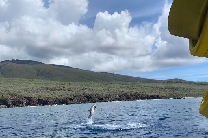 Eco-raft tour op Maui met walvis- en dolfijnspotting op ooghoogte, foto 17 | wizardtrip