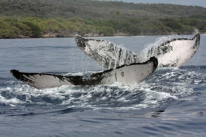 Eco-raft tour op Maui met walvis- en dolfijnspotting op ooghoogte, foto 18 | wizardtrip