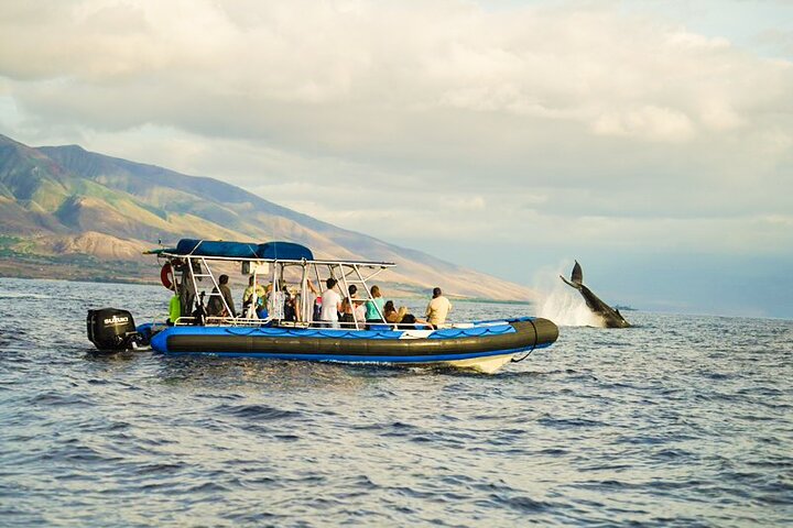 Eco-raft tour op Maui met walvis- en dolfijnspotting op ooghoogte, foto 19 | wizardtrip
