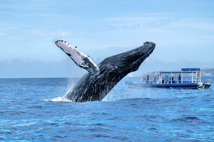 Eco-raft tour op Maui met walvis- en dolfijnspotting op ooghoogte, foto 21 | wizardtrip