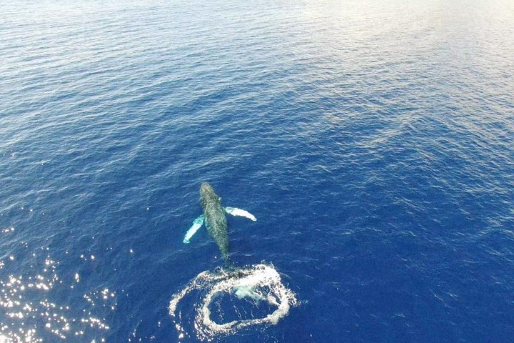 Eco-raft tour op Maui met walvis- en dolfijnspotting op ooghoogte, foto 22 | wizardtrip