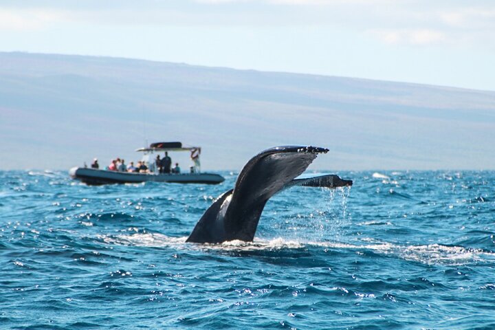 Eco-raft tour op Maui met walvis- en dolfijnspotting op ooghoogte, foto 26 | wizardtrip
