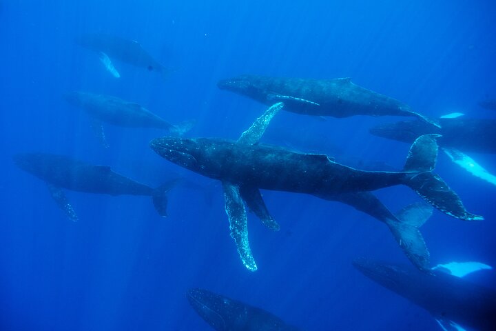 Eco-raft tour op Maui met walvis- en dolfijnspotting op ooghoogte, foto 27 | wizardtrip