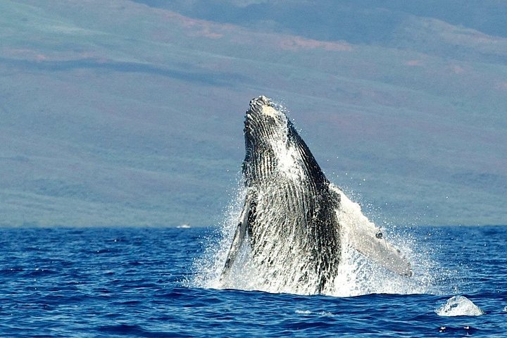 Eco-raft tour op Maui met walvis- en dolfijnspotting op ooghoogte, foto 28 | wizardtrip