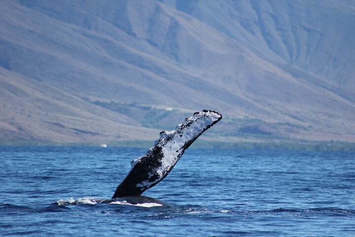 Eco-raft tour op Maui met walvis- en dolfijnspotting op ooghoogte, foto 31 | wizardtrip