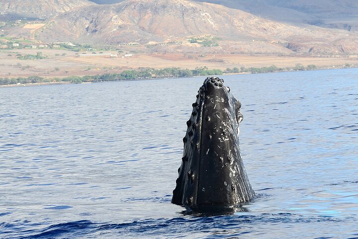 Eco-raft tour op Maui met walvis- en dolfijnspotting op ooghoogte, foto 32 | wizardtrip