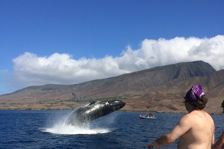 Eco-raft tour op Maui met walvis- en dolfijnspotting op ooghoogte, foto 34 | wizardtrip