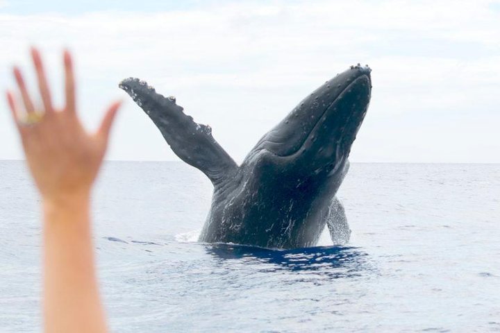 Eco-raft tour op Maui met walvis- en dolfijnspotting op ooghoogte, foto 36 | wizardtrip