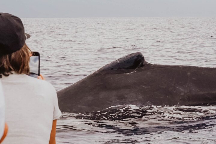 Eco-raft tour op Maui met walvis- en dolfijnspotting op ooghoogte, foto 39 | wizardtrip