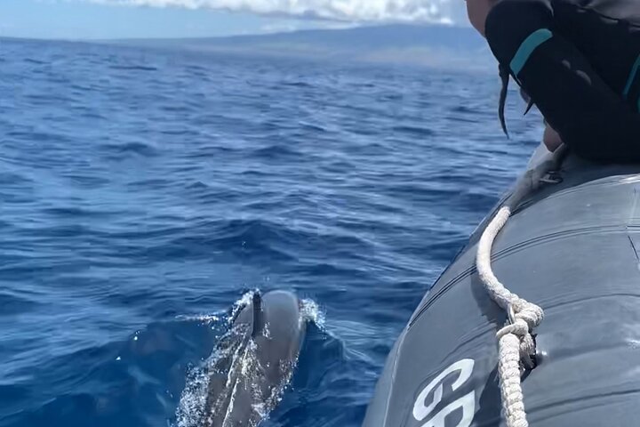 Eco-raft tour op Maui met walvis- en dolfijnspotting op ooghoogte, foto 45 | wizardtrip