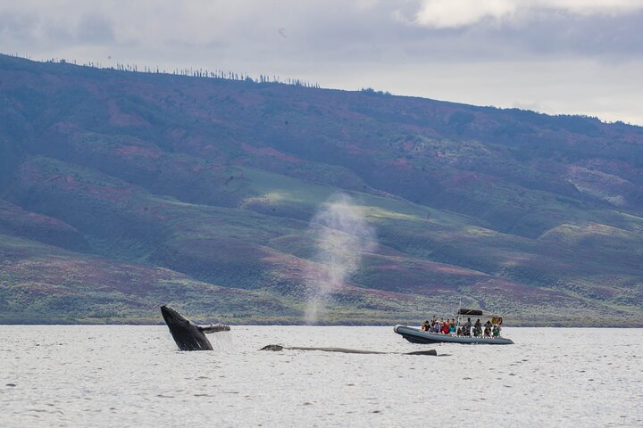Eco-raft tour op Maui met walvis- en dolfijnspotting op ooghoogte, foto 46 | wizardtrip