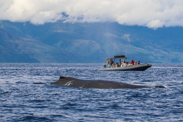 Eco-raft tour op Maui met walvis- en dolfijnspotting op ooghoogte, foto 47 | wizardtrip