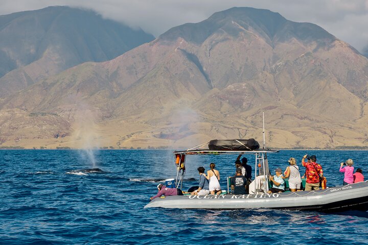 Eco-raft tour op Maui met walvis- en dolfijnspotting op ooghoogte, foto 48 | wizardtrip