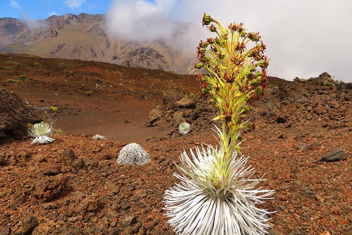 Selvguidet cykeltur ved Haleakala solopgang på Maui, USA, foto 6 | wizardtrip