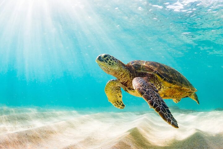 Snorkling-eventyr i Waikiki, Oahu, med havskildpadder og koralrev, foto 7 | wizardtrip