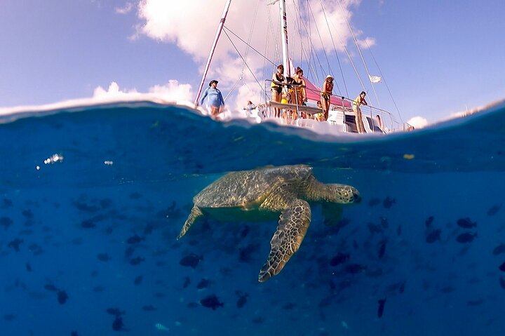 Snorkling-eventyr i Waikiki, Oahu, med havskildpadder og koralrev, foto 8 | wizardtrip