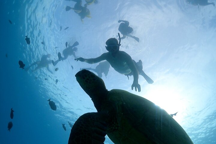 Snorkling-eventyr i Waikiki, Oahu, med havskildpadder og koralrev, foto 9 | wizardtrip
