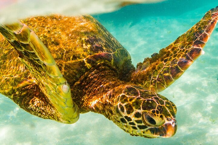 Snorkling-eventyr i Waikiki, Oahu, med havskildpadder og koralrev, foto 10 | wizardtrip