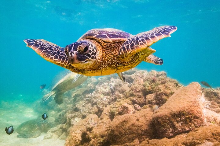 Snorkling-eventyr i Waikiki, Oahu, med havskildpadder og koralrev, foto 12 | wizardtrip