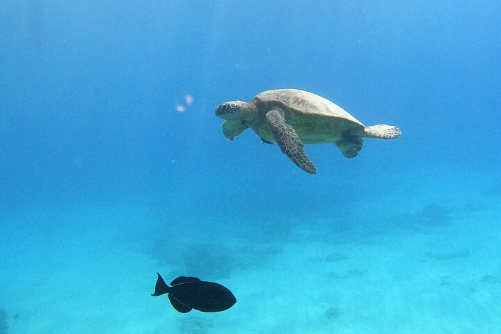 Snorkling-eventyr i Waikiki, Oahu, med havskildpadder og koralrev, foto 13 | wizardtrip