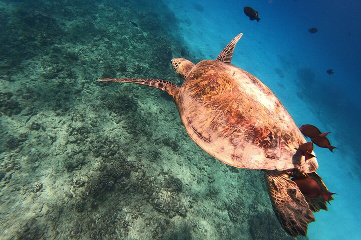 Snorkling-eventyr i Waikiki, Oahu, med havskildpadder og koralrev, foto 14 | wizardtrip