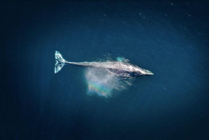 オアフ島、ハワイでのホエールウォッチングツアー。ザトウクジラやその他の海洋生物の目撃を保証します、写真8 | wizardtrip