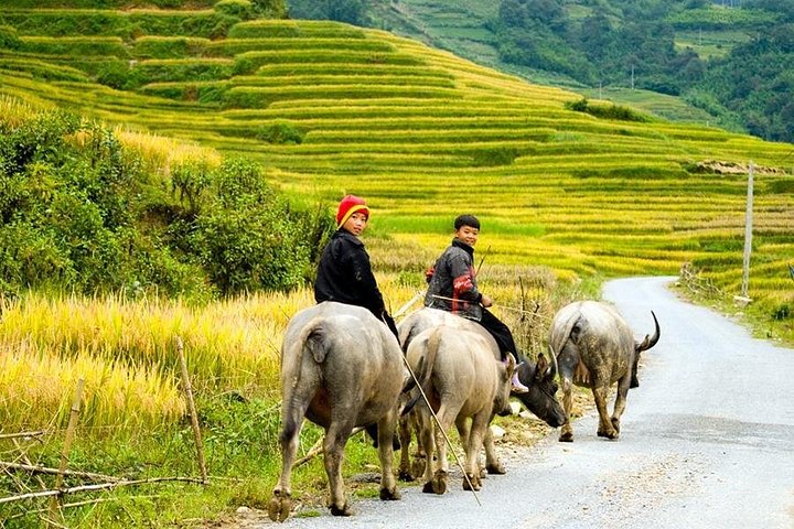 Trekking through scenic rice terraces and ethnic villages in Sapa, Vietnam, photo 6 | wizardtrip