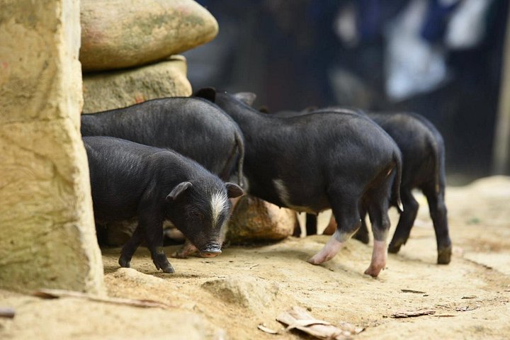 Randonnée à travers les rizières en terrasses à Sapa, Vietnam, photo 15 | wizardtrip