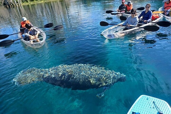 Clear Kayak of Paddleboard Zeekoe Avontuur | wizardtrip