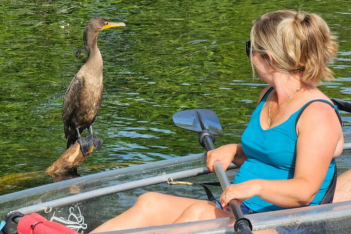 Tour guidato in kayak trasparente o paddleboard nel Silver Springs State Park, Florida, con avvistamento di fauna selvatica, foto 7 | wizardtrip
