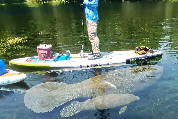 Tour guidato in kayak trasparente o paddleboard nel Silver Springs State Park, Florida, con avvistamento di fauna selvatica, foto 10 | wizardtrip